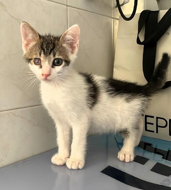 3 GATTINI CUCCIOLINI Foto 3